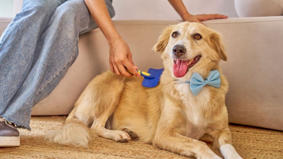 Basic Grooming (Dogs)